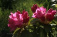 /album/bildgalleri/rhododendron-2-jpg/